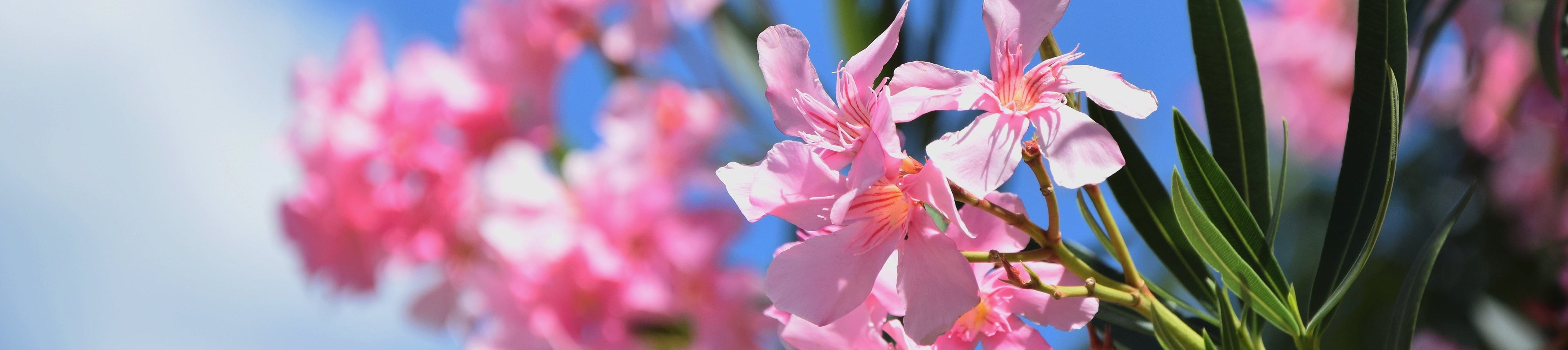 Colección de Flores
